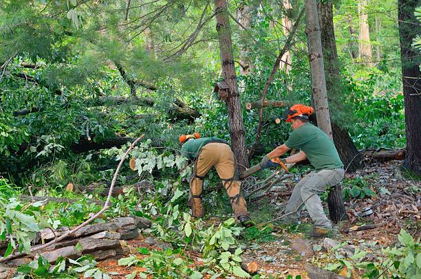 Trusted Southfield, MI Tree Service Experts